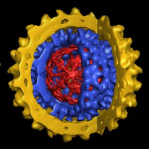 HBsAGg HBeAg dan SGOT-SGPT pada hepatitis B HBsAGg HBeAg dan SGOT-SGPT pada hepatitis B